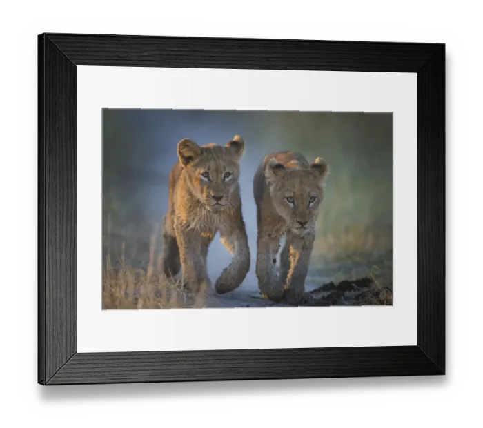 Framed Print : Two African lion (Panthera leo) cubs walking on a path. Okavango Delta, Botswana Framed Print : Two African lion (Panthera leo) cubs walking on a path. Okavango Delta, Botswana