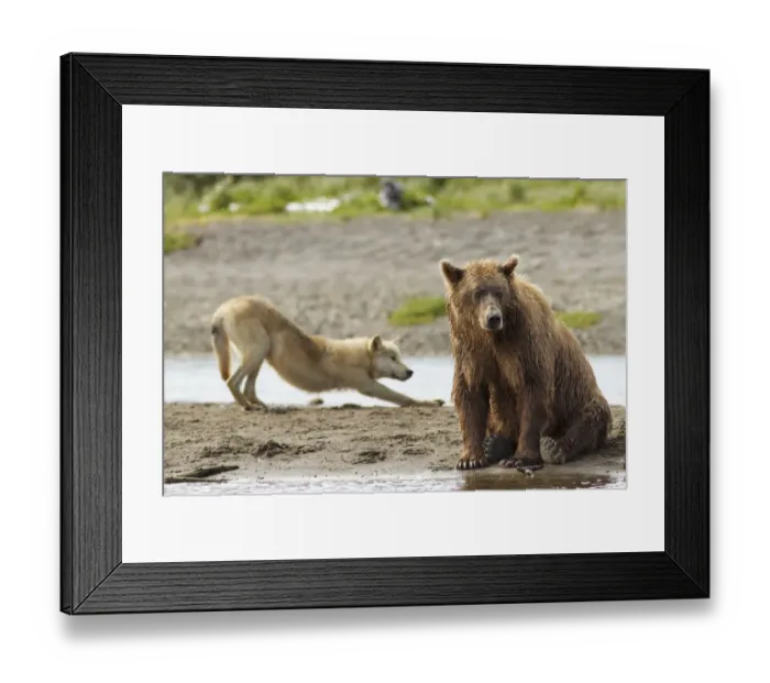 Framed Print : Grizzly bear (Ursus arctos horribilis) with Grey wolf (Canis lupus) stretching behind