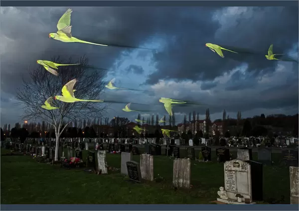 Rose-ringed  /  ring-necked parakeets (Psittacula krameri) in flight on way to roost in an urban cemetery, London, UK. January. Finalist in the Birds category, Wildlife Photographer of the Year Awards (WPOY competition) 2014
