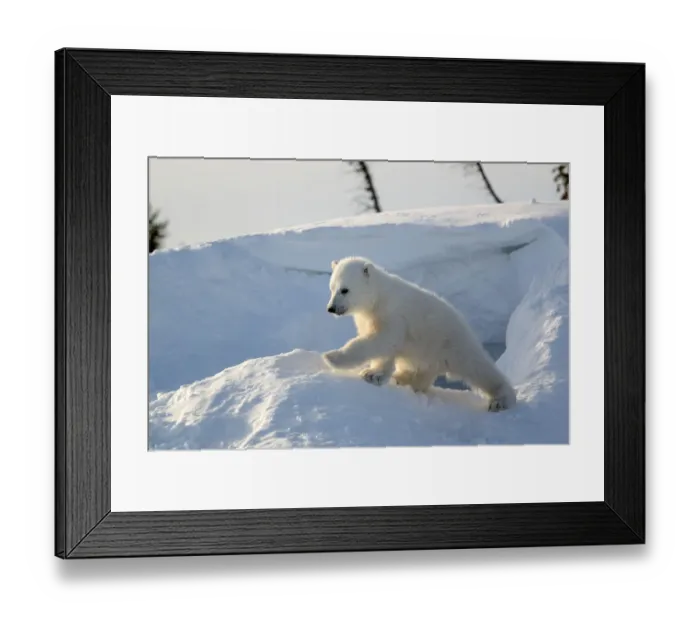 Framed Print : Polar bear cub 3 months (Ursus maritimus) playing in the front of the day den in march Framed Print : Polar bear cub 3 months (Ursus maritimus) playing in the front of the day den in march