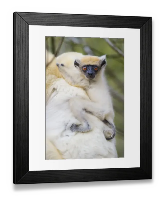 Framed Print : Infant Golden-crowned Sifaka (Propithecus tattersalli) on its mothers back. Forests Framed Print : Infant Golden-crowned Sifaka (Propithecus tattersalli) on its mothers back. Forests