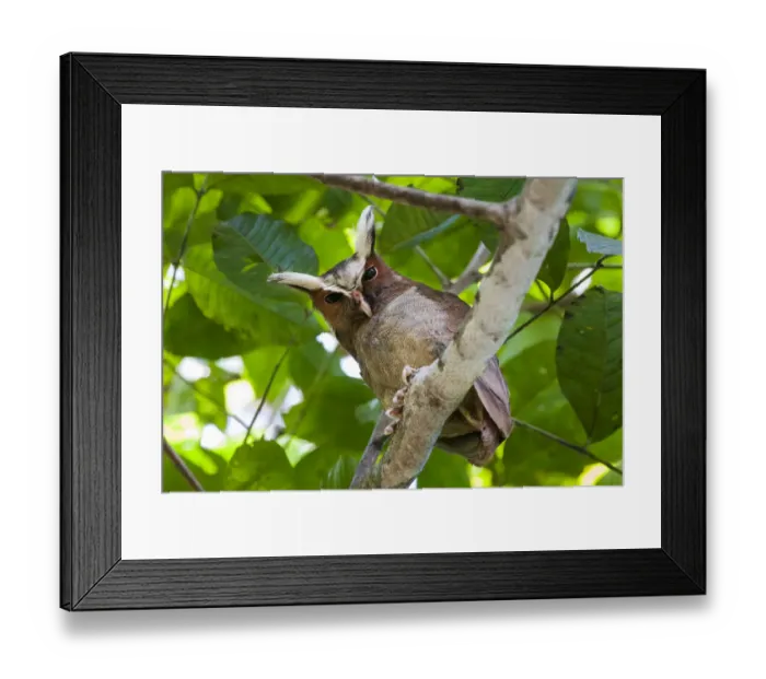 Framed Print : Crested Owl (Lophostrix cristata) lowland rainforests near Cristalino Jungle Lodge Framed Print : Crested Owl (Lophostrix cristata) lowland rainforests near Cristalino Jungle Lodge