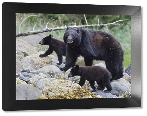Vancouver Island black bear (Ursus americanus vancouveri) mother with cubs on a beach