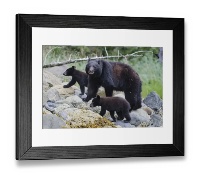 Framed Print : Vancouver Island black bear (Ursus americanus vancouveri) mother with cubs on a beach Framed Print : Vancouver Island black bear (Ursus americanus vancouveri) mother with cubs on a beach