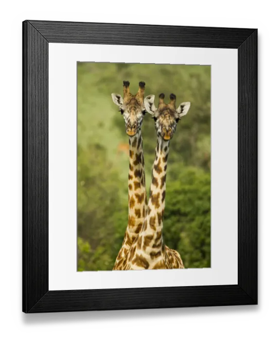 Framed Print : Masai giraffe (Giraffa camelopardalis tippelskirchi) Masai Mara Game Reserve, Kenya Framed Print : Masai giraffe (Giraffa camelopardalis tippelskirchi) Masai Mara Game Reserve, Kenya