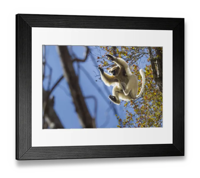 Framed Print : Golden-crowned Sifaka (Propithecus tattersalli) leaping through forest canopy. Forests Framed Print : Golden-crowned Sifaka (Propithecus tattersalli) leaping through forest canopy. Forests