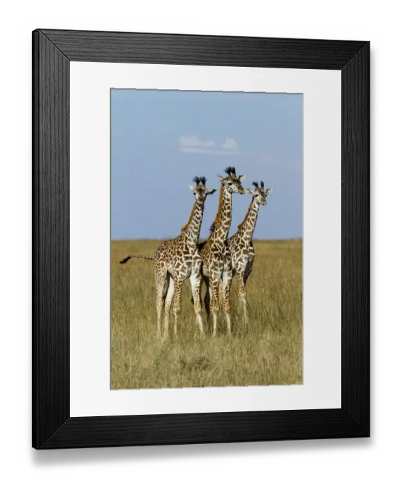 Framed Print : Masai Giraffe (Giraffa camelopardalis tippelskirchi) juveniles, Masai Mara Game Reserve Framed Print : Masai Giraffe (Giraffa camelopardalis tippelskirchi) juveniles, Masai Mara Game Reserve