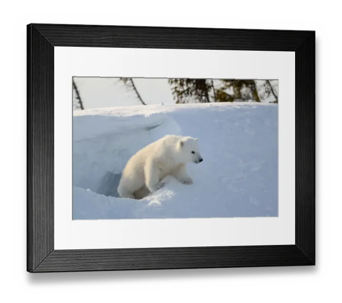 Framed Print : Polar bear cub 3 months (Ursus maritimus) playing in the front of the day den in March Framed Print : Polar bear cub 3 months (Ursus maritimus) playing in the front of the day den in March