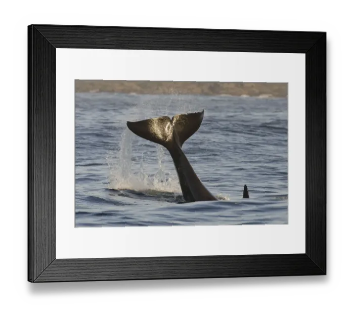Framed Print : Killer whale (Orcinus orca) tail slapping at sunset, transient race, Vancouver Island Framed Print : Killer whale (Orcinus orca) tail slapping at sunset, transient race, Vancouver Island