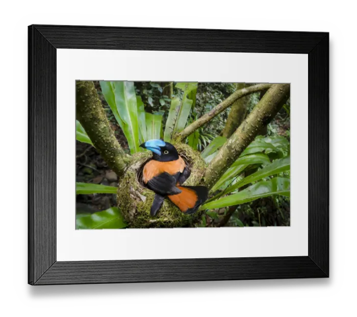 Framed Print : Adult Helmet Vanga (Euryceros prevostii) incubating a clutch of 3 eggs Framed Print : Adult Helmet Vanga (Euryceros prevostii) incubating a clutch of 3 eggs