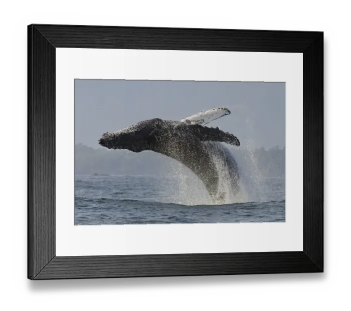 Framed Print : Humpback whale (Megaptera novaeangliae) adult breaching, Vancouver Island, British Columbia Framed Print : Humpback whale (Megaptera novaeangliae) adult breaching, Vancouver Island, British Columbia