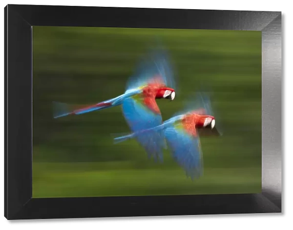 Red and green macaws (Ara chloropterus) in flight, motion blurred photograph