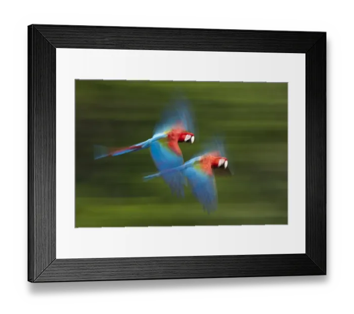 Framed Print : Red and green macaws (Ara chloropterus) in flight, motion blurred photograph Framed Print : Red and green macaws (Ara chloropterus) in flight, motion blurred photograph