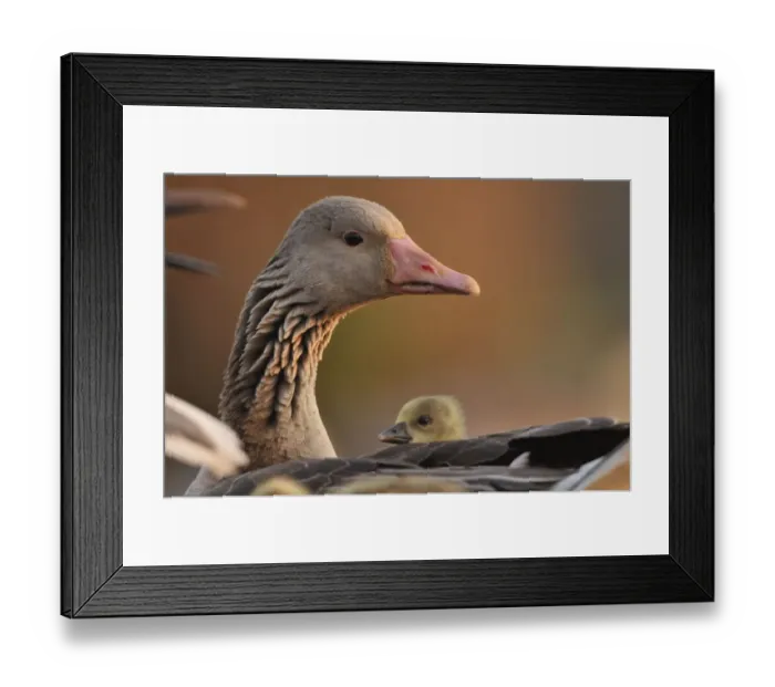 Framed Print : Graylag gosling (Anser anser) resting under parents wing, Pusztaszer, Hungary Framed Print : Graylag gosling (Anser anser) resting under parents wing, Pusztaszer, Hungary