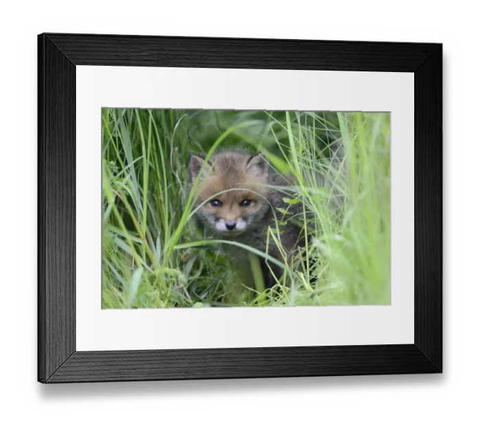 Framed Print : Red fox (Vulpes vulpes) cub hiding in grass, Vosges, France, May Framed Print : Red fox (Vulpes vulpes) cub hiding in grass, Vosges, France, May