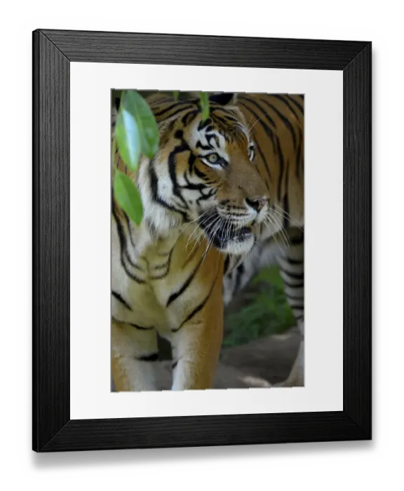 Framed Print : Malayan tiger (Panthera tigris jacksoni), Malaysia. Captive. An Endangered species