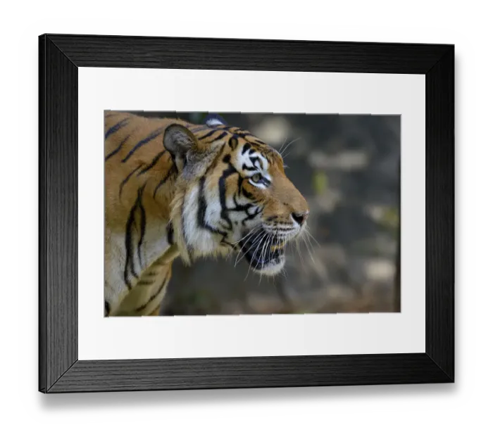 Framed Print : Malayan tiger (Panthera tigris jacksoni), Malaysia. Captive. An Endangered species Framed Print : Malayan tiger (Panthera tigris jacksoni), Malaysia. Captive. An Endangered species