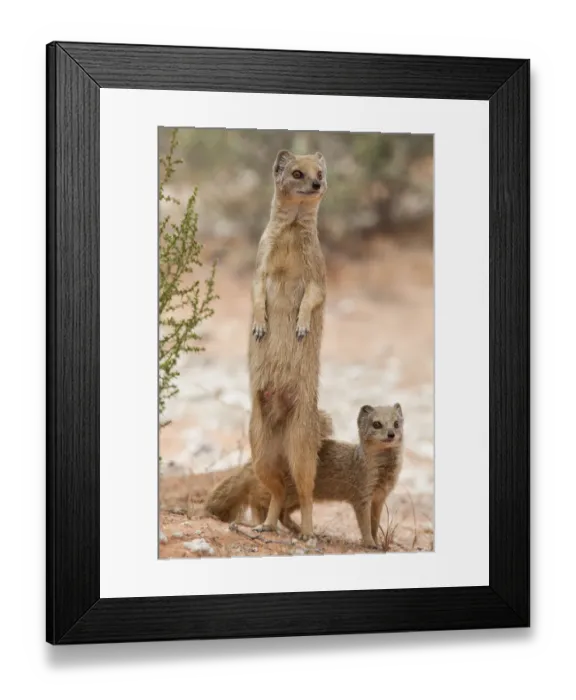 Framed Print : Yellow mongoose (Cynictis penicillata) standing on hind legs with young, Kgalagadi Framed Print : Yellow mongoose (Cynictis penicillata) standing on hind legs with young, Kgalagadi