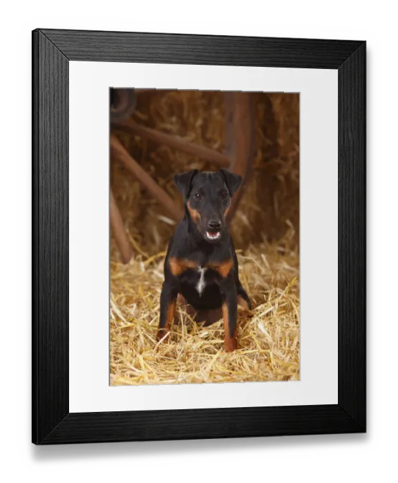 Framed Print : German Hunting Terrier, young bitch, age 9 months, sitting in straw Framed Print : German Hunting Terrier, young bitch, age 9 months, sitting in straw