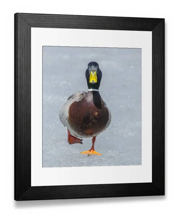 Framed Print : Mallard (Anas platyrhynchos) walking on ice, Acadia National Park, Maine, USA, April Framed Print : Mallard (Anas platyrhynchos) walking on ice, Acadia National Park, Maine, USA, April