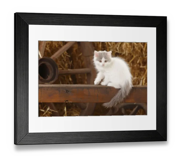 Framed Print : British Longhair, kitten with blue-van colouration age 10 weeks in barn with straw Framed Print : British Longhair, kitten with blue-van colouration age 10 weeks in barn with straw