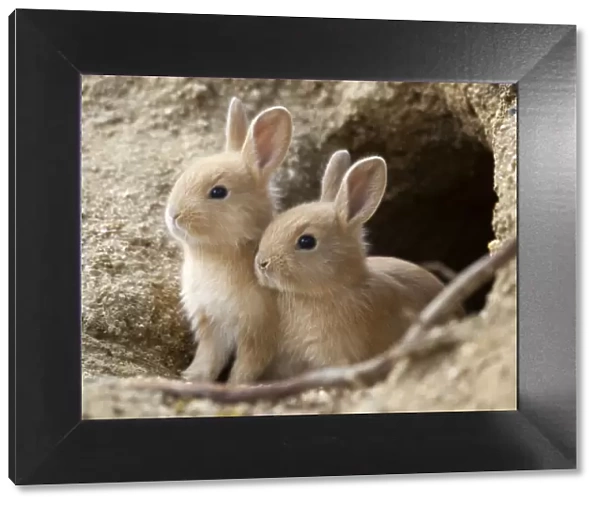 Feral domestic rabbit (Oryctolagus cuniculus) babies at burrow. Okunojima Island