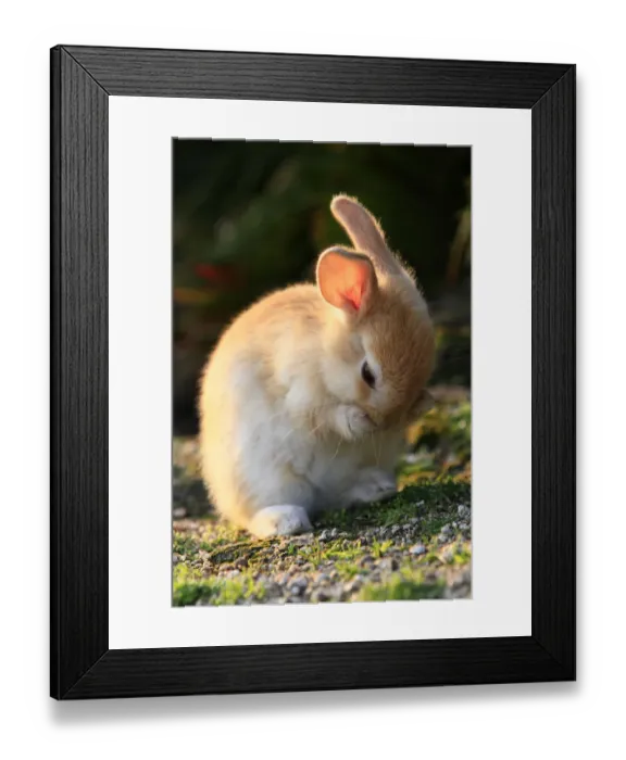 Framed Print : Feral domestic rabbit (Oryctolagus cuniculus) cleaning its face, Okunojima Island Framed Print : Feral domestic rabbit (Oryctolagus cuniculus) cleaning its face, Okunojima Island