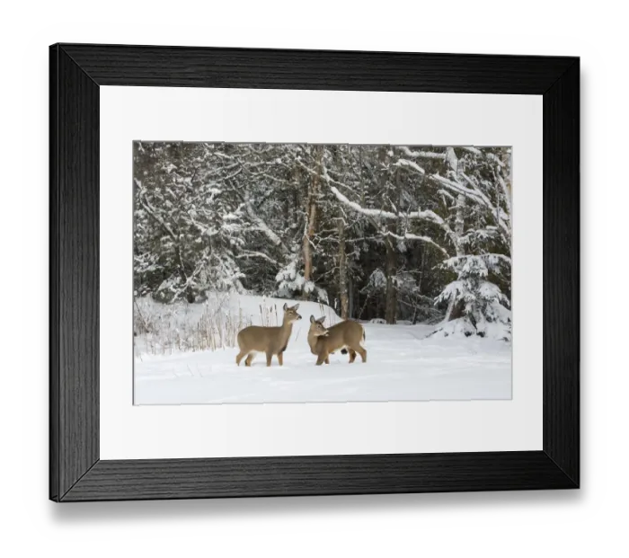 Framed Print : White-tailed deer (Odocoileus virginianus) in snow, Acadia National Park, Maine, USA Framed Print : White-tailed deer (Odocoileus virginianus) in snow, Acadia National Park, Maine, USA
