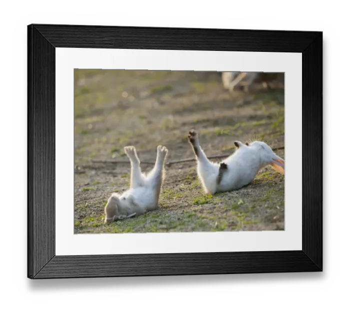 Framed Print : Feral domestic rabbit (Oryctolagus cuniculus) baby rabbits, fallen over during play fight Framed Print : Feral domestic rabbit (Oryctolagus cuniculus) baby rabbits, fallen over during play fight