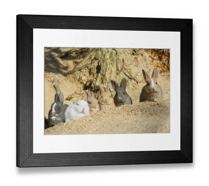 Framed Print : Feral domestic rabbit (Oryctolagus cuniculus) babies resting near burrow, Okunojima Island Framed Print : Feral domestic rabbit (Oryctolagus cuniculus) babies resting near burrow, Okunojima Island