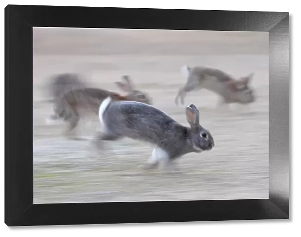 Feral domestic rabbit (Oryctolagus cuniculus) group running from bird of prey, Okunojima Island