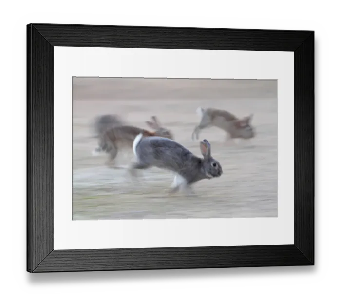 Framed Print : Feral domestic rabbit (Oryctolagus cuniculus) group running from bird of prey, Okunojima Island Framed Print : Feral domestic rabbit (Oryctolagus cuniculus) group running from bird of prey, Okunojima Island