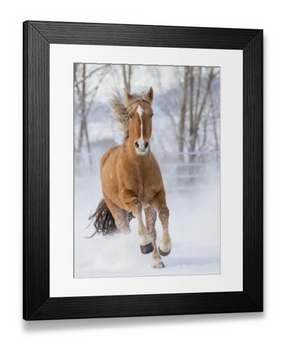 Framed Print : Chestnut Mustang running in snow, at ranch, Shell, Wyoming, USA. February Framed Print : Chestnut Mustang running in snow, at ranch, Shell, Wyoming, USA. February
