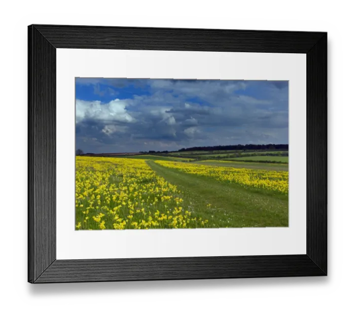 Framed Print : Cowslips (Primula veris) on conservation headland on organic farm. Norfolk, UK, April Framed Print : Cowslips (Primula veris) on conservation headland on organic farm. Norfolk, UK, April