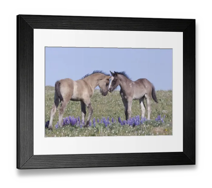Framed Print : Wild Mustang foals among wild flowers, Pryor Mountains, Montana, USA Framed Print : Wild Mustang foals among wild flowers, Pryor Mountains, Montana, USA