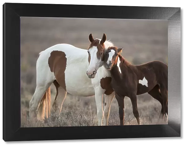 Wild Mustang pinto foal nuzzling up to mother, Sand Wash Basin Herd Area, Colorado, USA