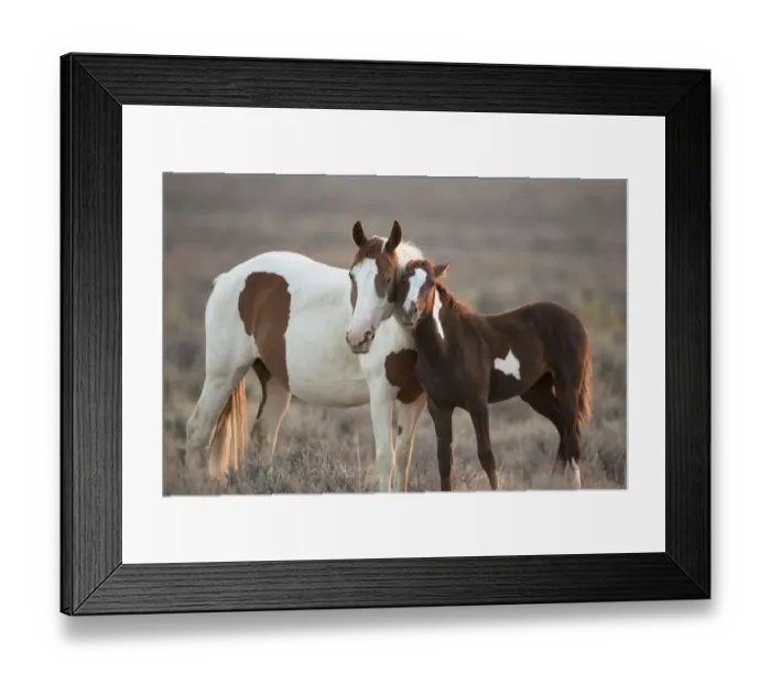Framed Print : Wild Mustang pinto foal nuzzling up to mother, Sand Wash Basin Herd Area, Colorado, USA Framed Print : Wild Mustang pinto foal nuzzling up to mother, Sand Wash Basin Herd Area, Colorado, USA