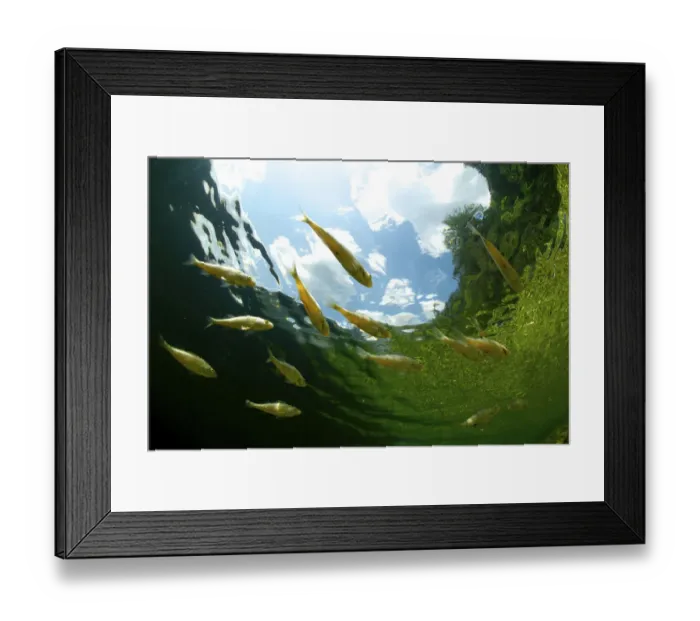 Framed Print : School of young European perch (Perca fluviatilis) in Altausseer lake, Austria, July Framed Print : School of young European perch (Perca fluviatilis) in Altausseer lake, Austria, July