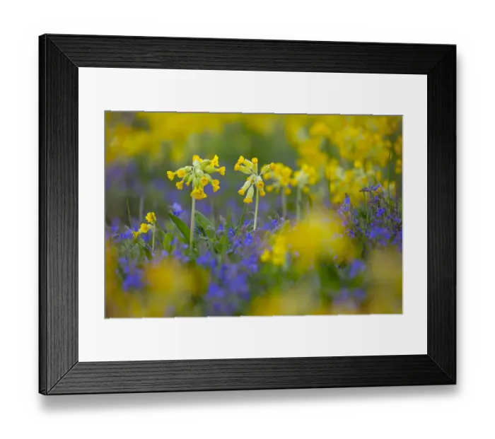Framed Print : Cowslips (Primula veris) growing on organic farm. Norfolk, UK, April Framed Print : Cowslips (Primula veris) growing on organic farm. Norfolk, UK, April