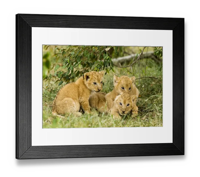 Framed Print : Lion (Panthera leo) cubs playing, Masai Mara Game Reserve, Kenya Framed Print : Lion (Panthera leo) cubs playing, Masai Mara Game Reserve, Kenya