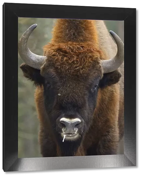 European bison (Bison bonasus), Drawsko Military area, Western Pomerania, Poland, February