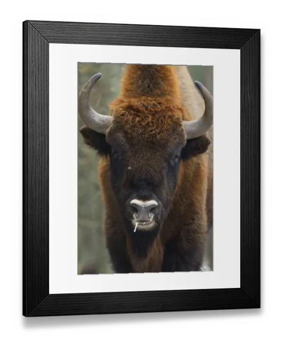 Framed Print : European bison (Bison bonasus), Drawsko Military area, Western Pomerania, Poland, February