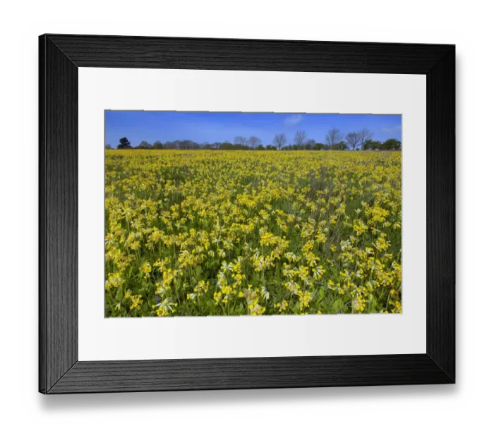 Framed Print : Cowslips (Primula veris) on conservation headland on organic farm. Norfolk, UK, April Framed Print : Cowslips (Primula veris) on conservation headland on organic farm. Norfolk, UK, April