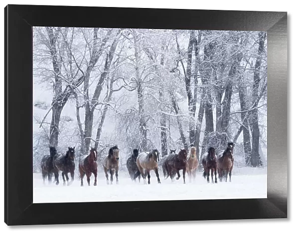 RF- Quarter horses running in snow at ranch, Shell, Wyoming, USA, February