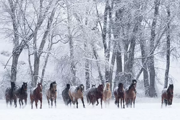 RF- Quarter horses running in snow at ranch, Shell, Wyoming, USA, February
