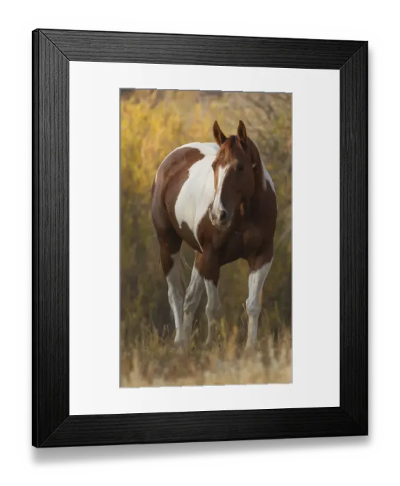 Framed Print : Skewbald Horse in ranch, Martinsdale, Montana, USA Framed Print : Skewbald Horse in ranch, Martinsdale, Montana, USA