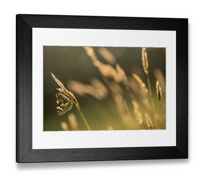 Framed Print : Marbled white butterfly (Melanargia galathea) resting on reed, Devon, UK, July Framed Print : Marbled white butterfly (Melanargia galathea) resting on reed, Devon, UK, July