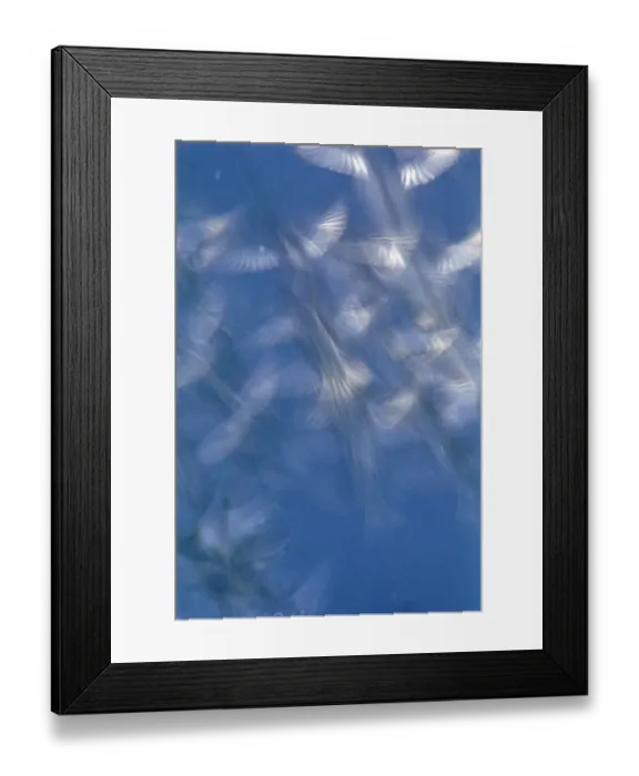 Framed Print : Greenfinches (Carduelis chloris) and House sparrows (Passer domesticus) blurred long Framed Print : Greenfinches (Carduelis chloris) and House sparrows (Passer domesticus) blurred long