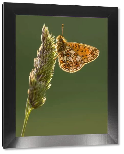 Small pearl bordered fritillary butterfly (Boloria selene) resting on grass, backlit underwing
