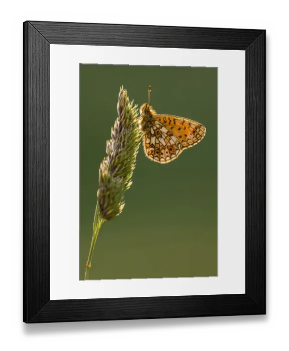 Framed Print : Small pearl bordered fritillary butterfly (Boloria selene) resting on grass, backlit underwing Framed Print : Small pearl bordered fritillary butterfly (Boloria selene) resting on grass, backlit underwing